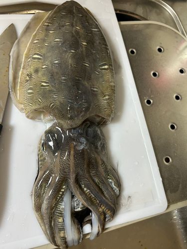 モンゴウイカの釣果