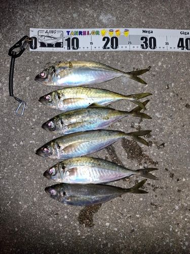 アジの釣果
