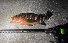 アコウの釣果