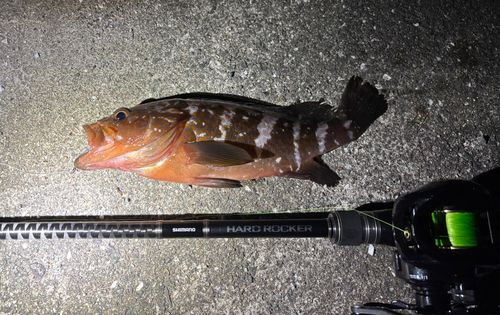 アコウの釣果