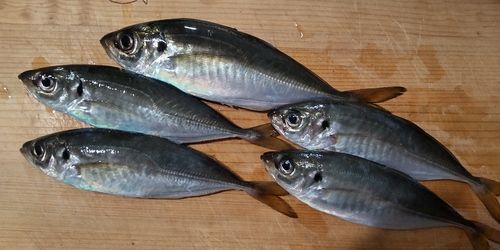 アジの釣果