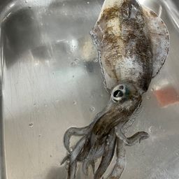 アオリイカ