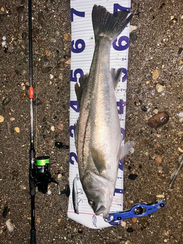 シーバスの釣果