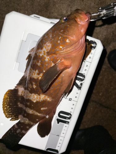 キジハタの釣果