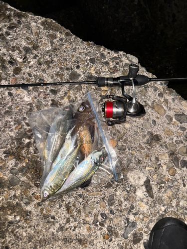 メバルの釣果