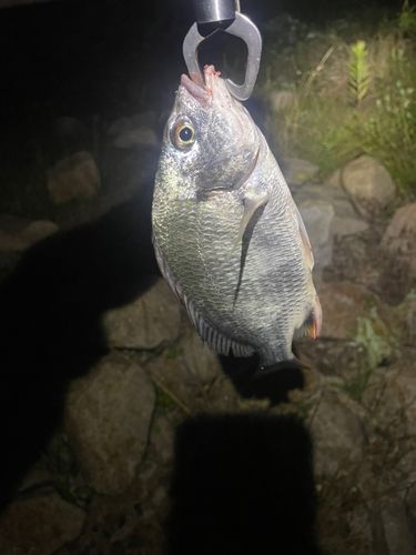 キビレの釣果