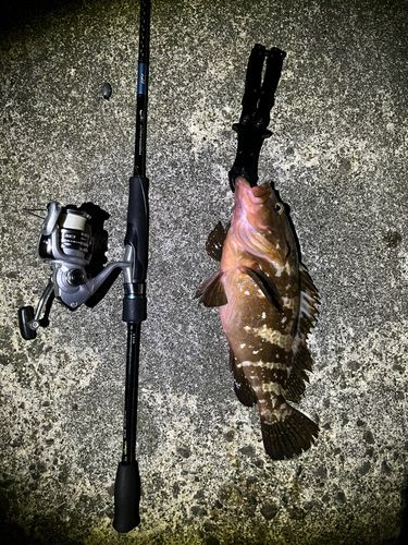 キジハタの釣果