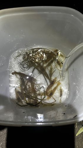 テナガエビの釣果