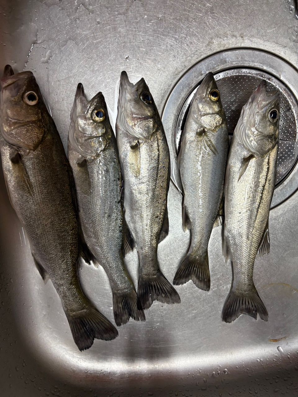 セイゴ（マルスズキ）