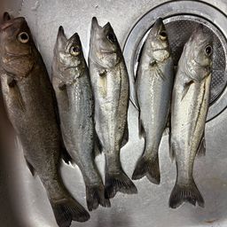 セイゴ（マルスズキ）