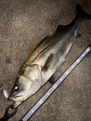 スズキの釣果