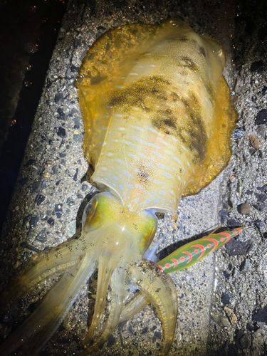 アオリイカの釣果