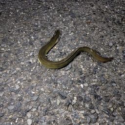 ニホンウナギ