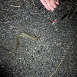 ニホンウナギ