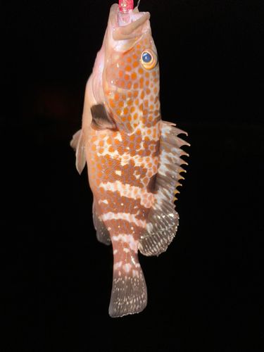 キジハタの釣果