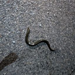 ニホンウナギ