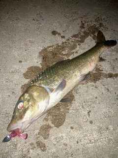 ニゴイの釣果