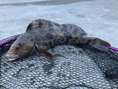 アイナメの釣果