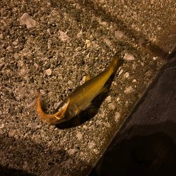 クロムツ