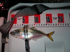 アジの釣果