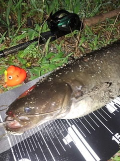 ナマズの釣果