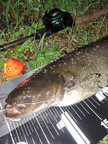ナマズの釣果