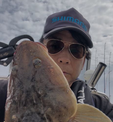 マゴチの釣果