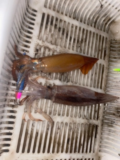 スルメイカの釣果