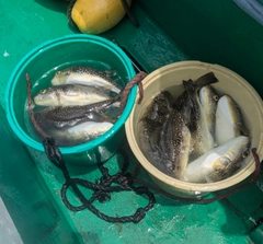 ショウサイフグの釣果