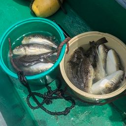 ショウサイフグ