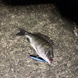 クロダイ