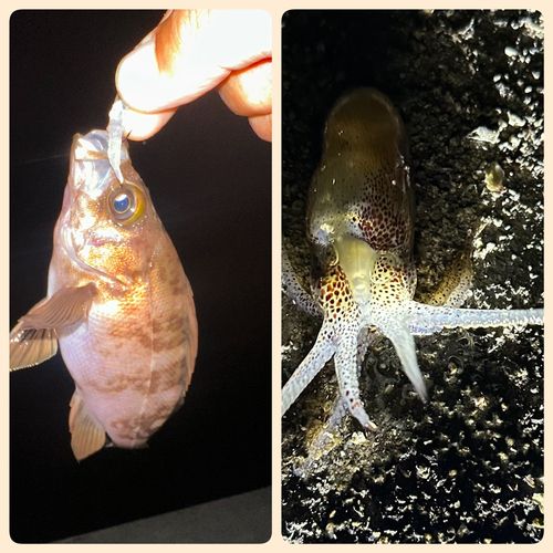 ミミイカの釣果