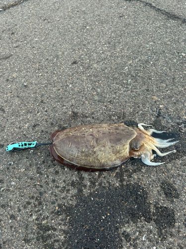 モンゴウイカの釣果