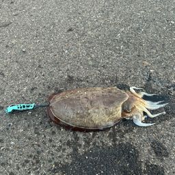 モンゴウイカ