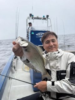 ヒラスズキの釣果