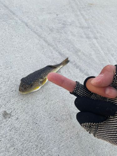 クサフグの釣果