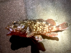 ガシラの釣果