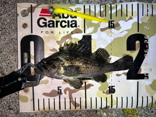 クロソイの釣果