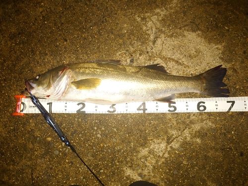 シーバスの釣果
