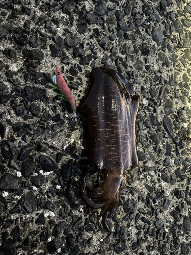 アオリイカの釣果