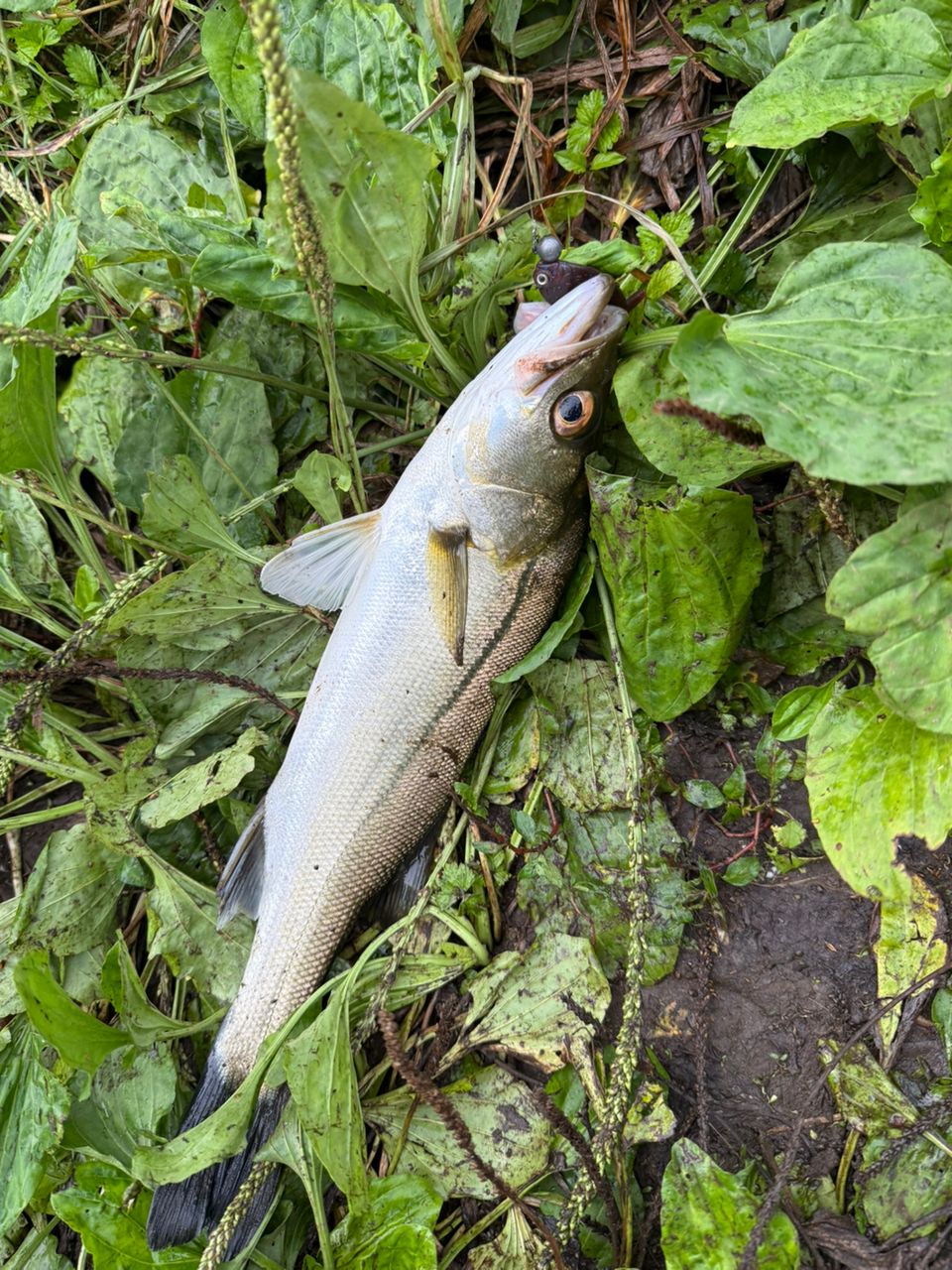 セイゴ（ヒラスズキ）