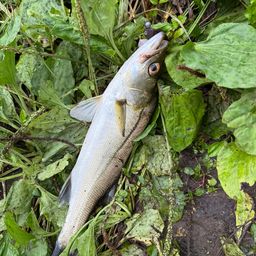 セイゴ（ヒラスズキ）