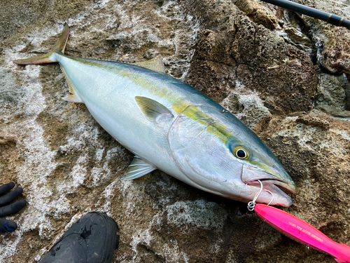 ブリの釣果