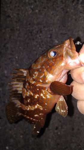 アコウの釣果