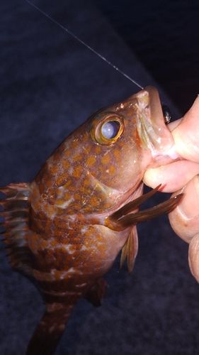 アコウの釣果