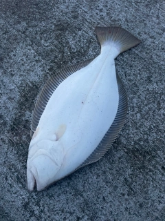 ヒラメの釣果