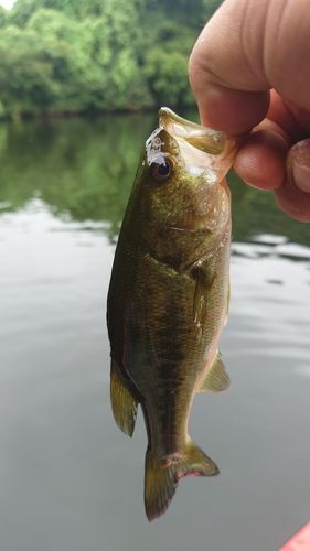 ラージマウスバスの釣果