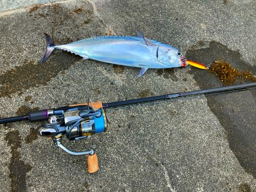 ソウダガツオの釣果