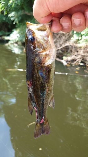 ラージマウスバスの釣果