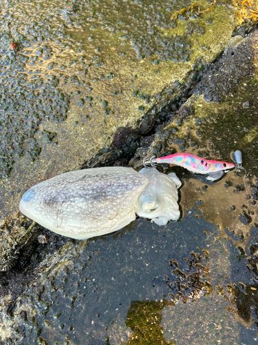 シリヤケイカの釣果